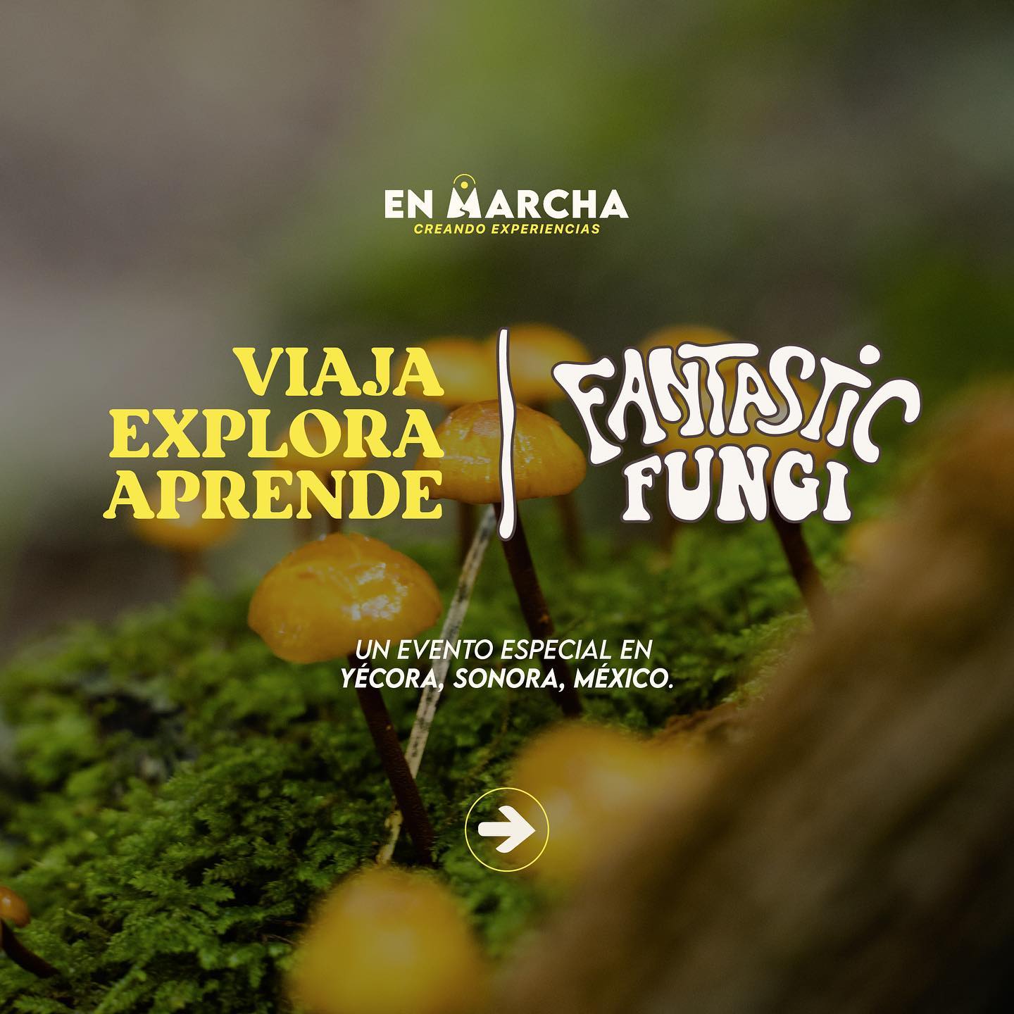 Promoción para ir al Fantastic Fungi