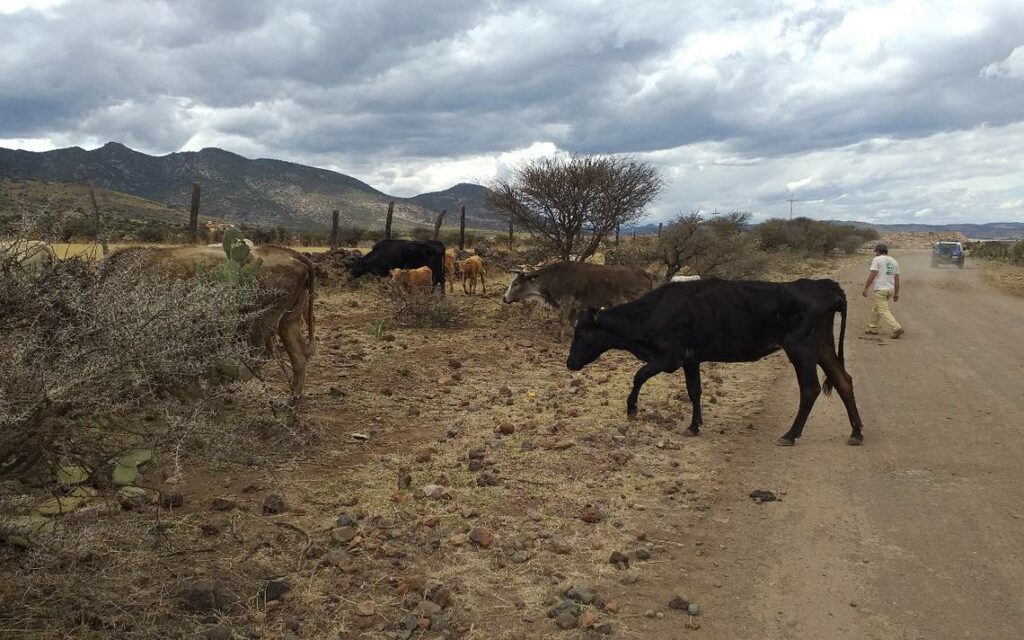 Un grupo de vacas cruzan una carretera de terracería seca.