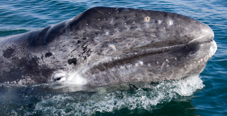 Una ballena gris en el agua. Se ve sólo su cabeza en Guerrero Negro, Baja California Sur.