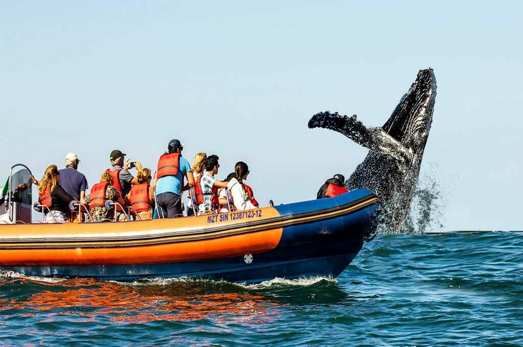 Hay 7 especies de ballenas en Sinaloa