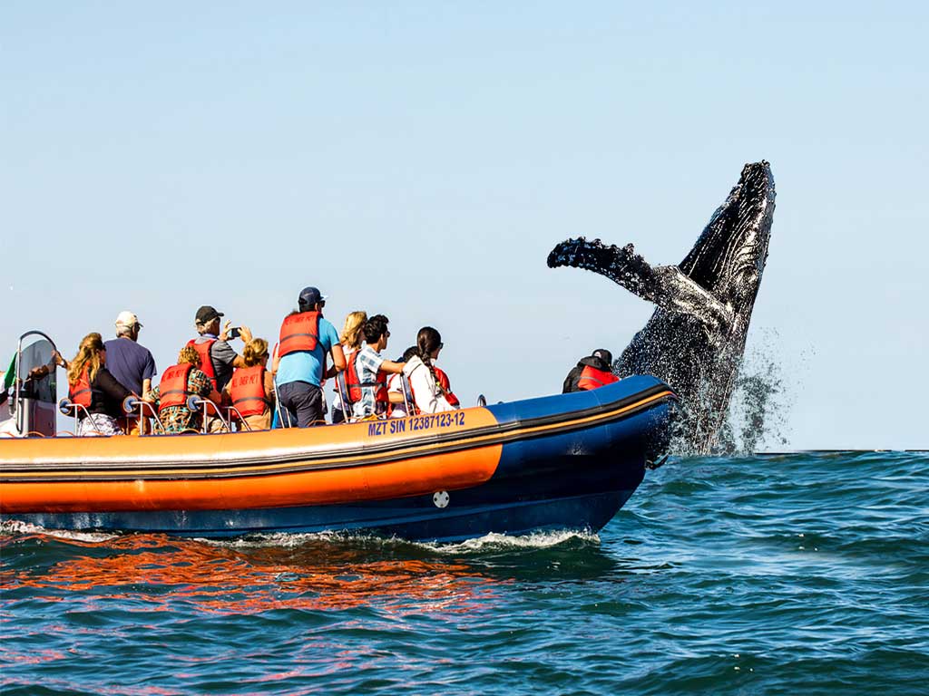Hay 7 especies de ballenas en Sinaloa