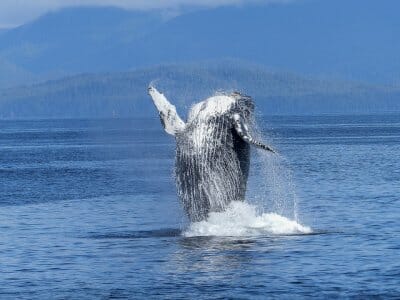 La ballena jorobada es la más visible en SInaloa
