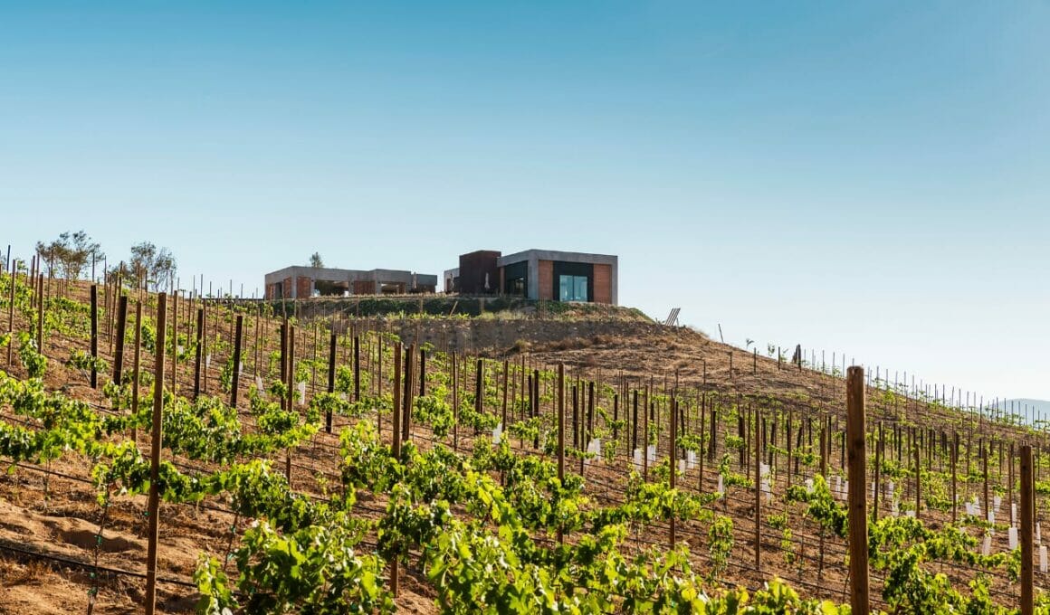 Valle de Guadalupe, la trcera mejor región vitivinícola del mundo