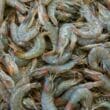 Sinaloa se mantiene como el productor #1 de camarón México en 2022