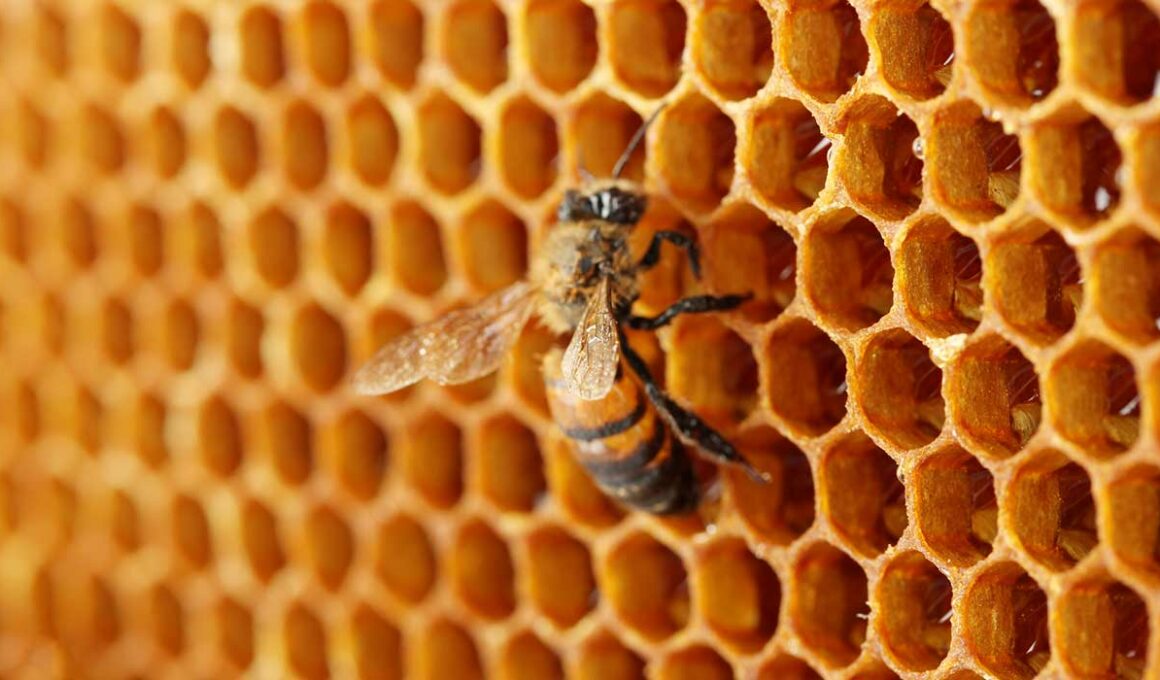 Colmenas inteligentes: Docentes del ITH crean proyecto para conservación de abejas
