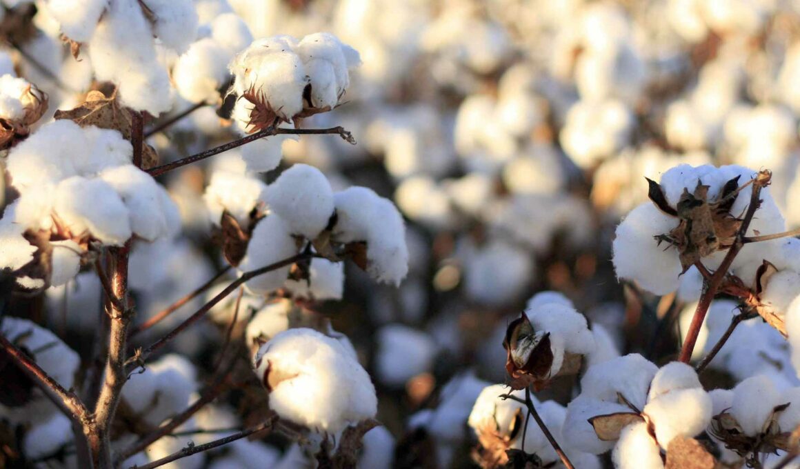 El 80% del algodón del país se producirá en Chihuahua