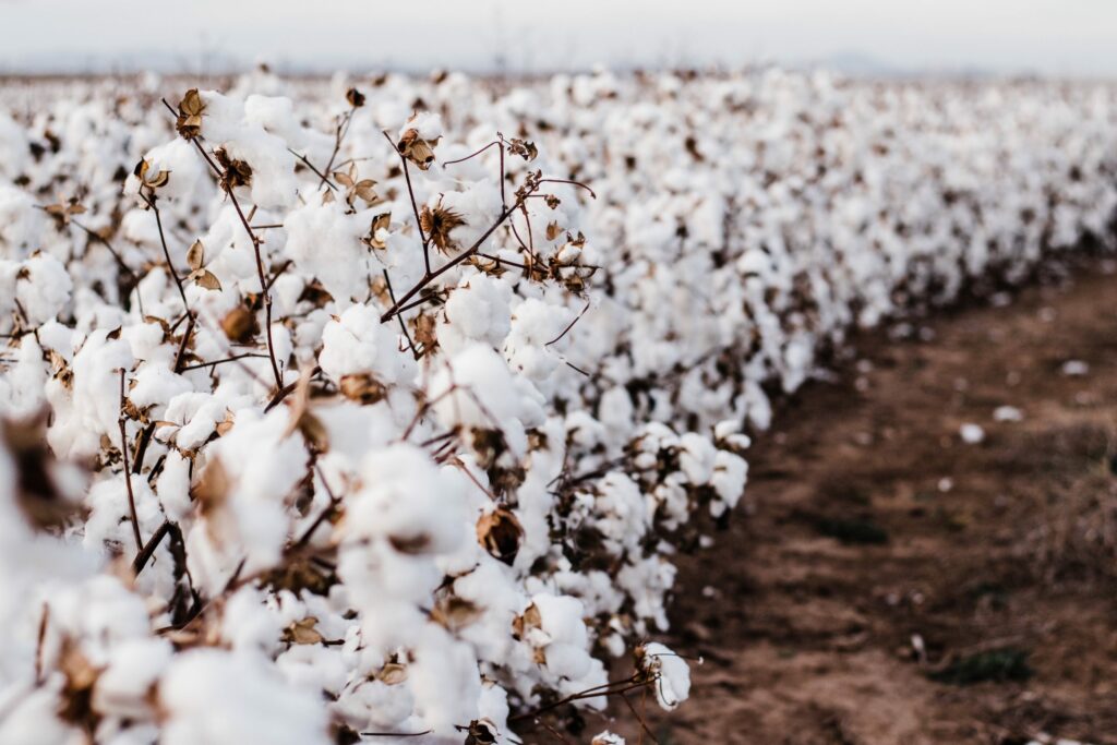 El 80% del algodón del país se producirá en Chihuahua