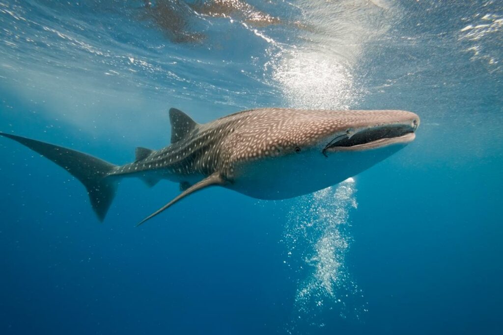 El tiburón ballena, el pez más grande del mundo que es visible en La Paz