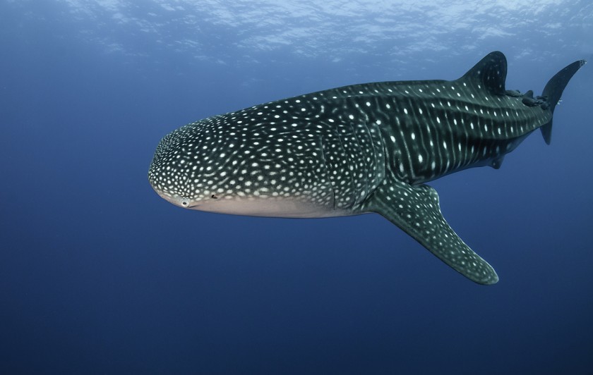 El tiburón ballena, el pez más grande del mundo que es visible en La Paz