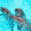 Los delfines se están “gritando” por la contaminación sonora en el mar