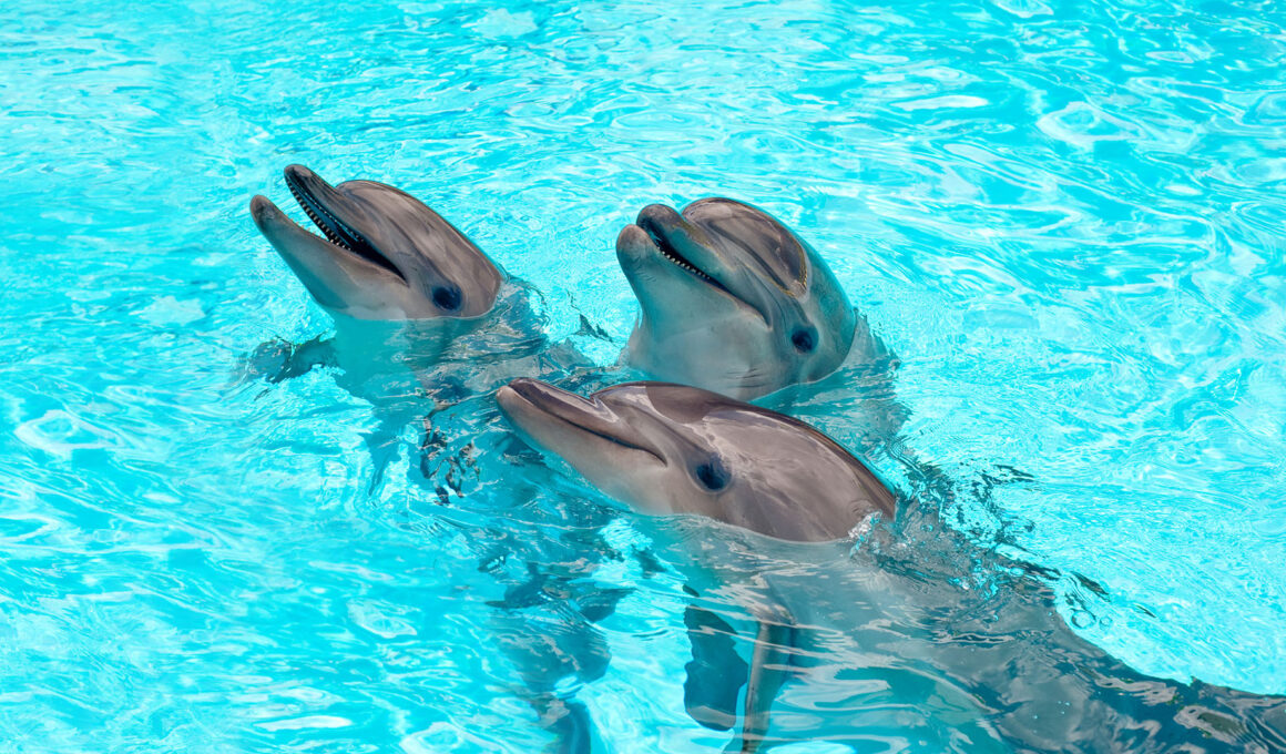 Los delfines se están “gritando” por la contaminación sonora en el mar