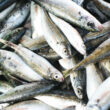 Sonora es el líder en productor de sardina en México