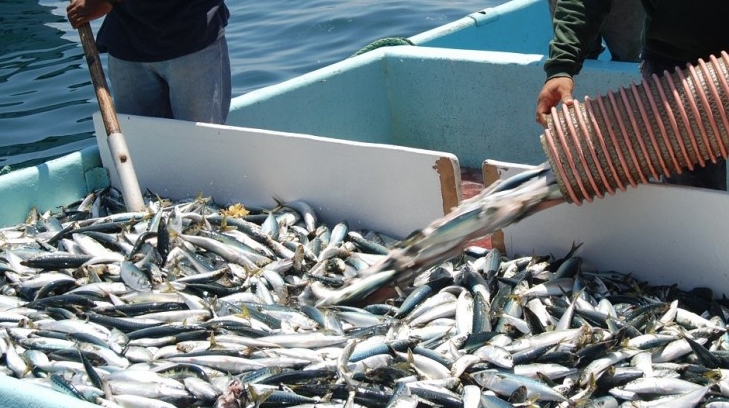 Sonora es el líder en productor de sardina en México