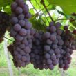Uvas misioneras, opción para producción de vino con 500 años de antigüedad