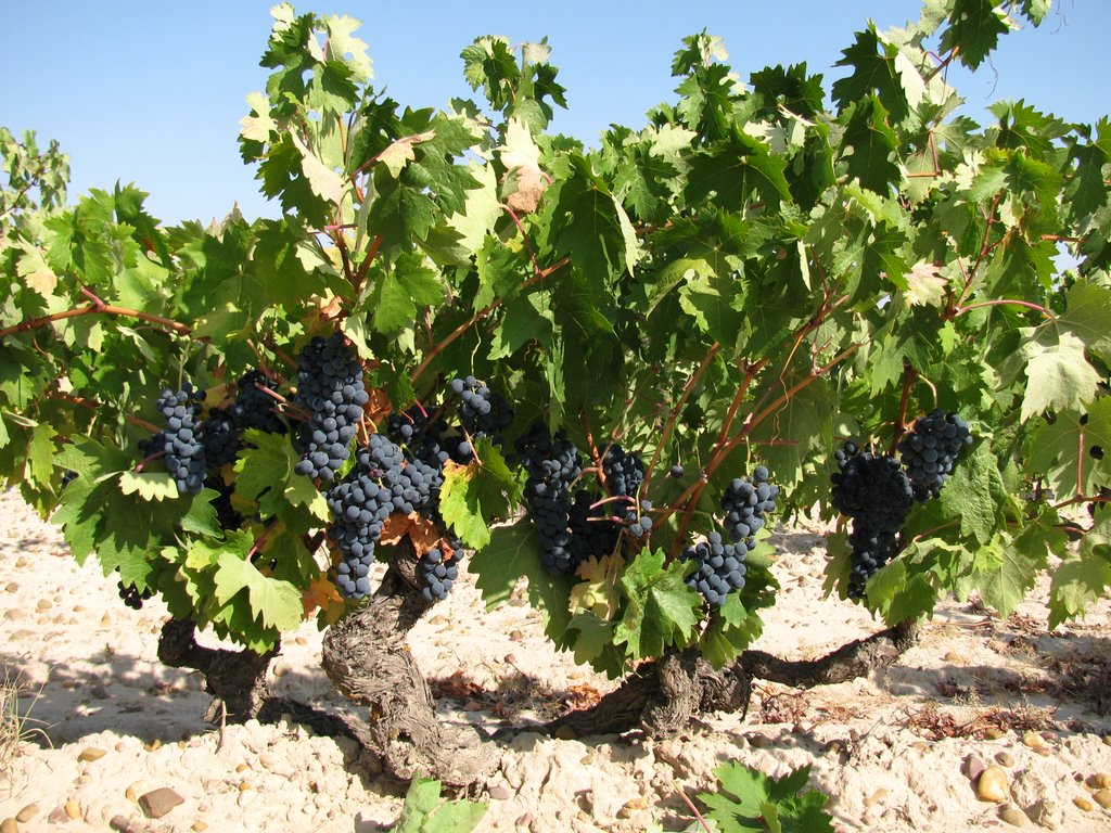 Uvas misioneras, opción para producción de vino con 500 años de antigüedad 