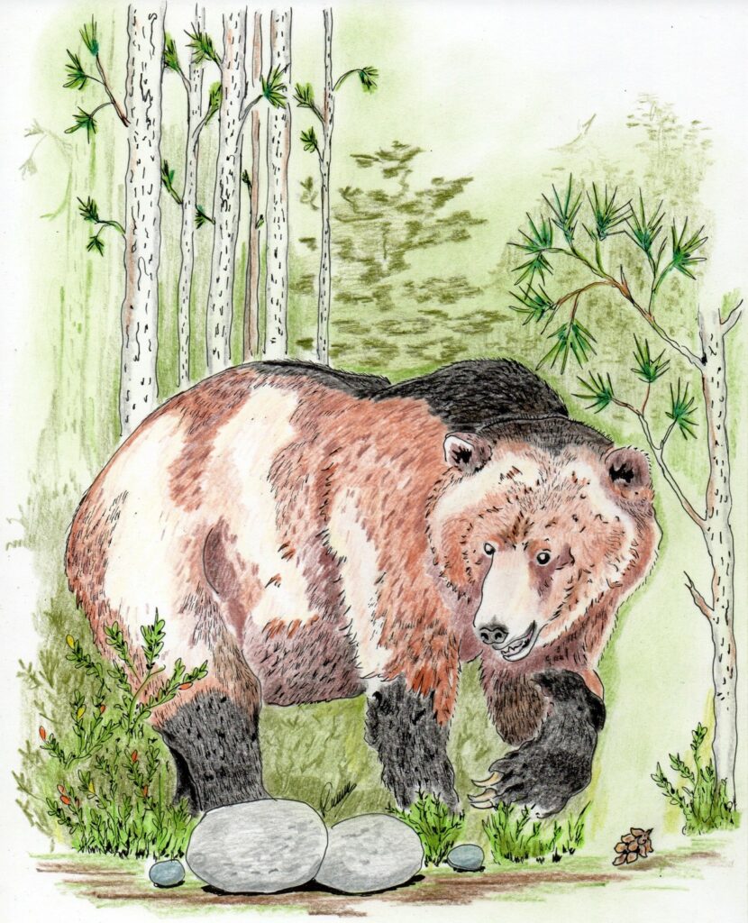 oso gris de durango la triste historia de la extincion 6