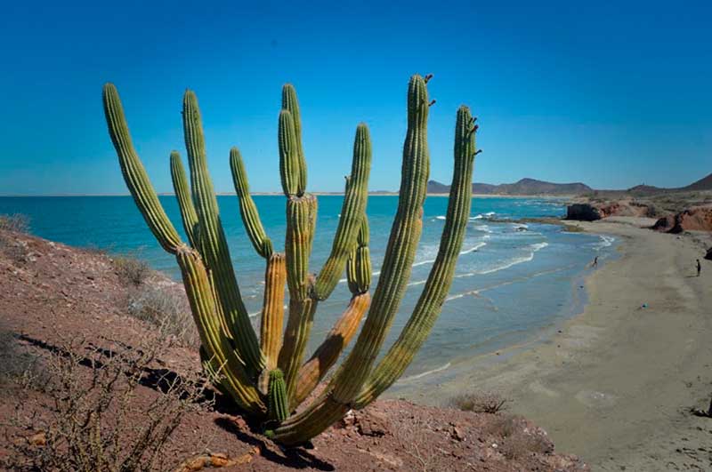 Playa de Tastiota, un paraíso en Sonora donde hay bioluminiscencia