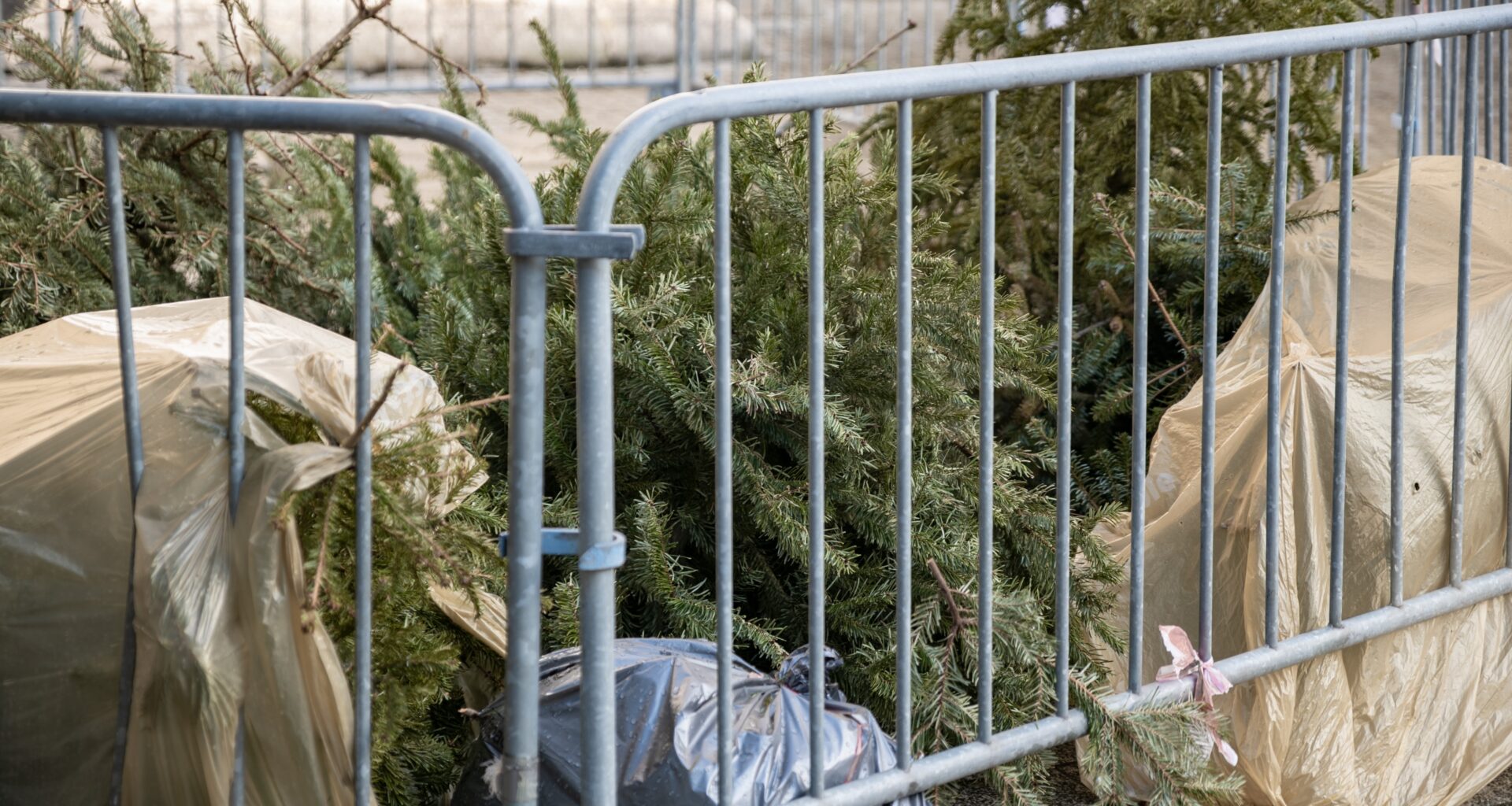 Árboles de Navidad serán reutilizados en Sonora