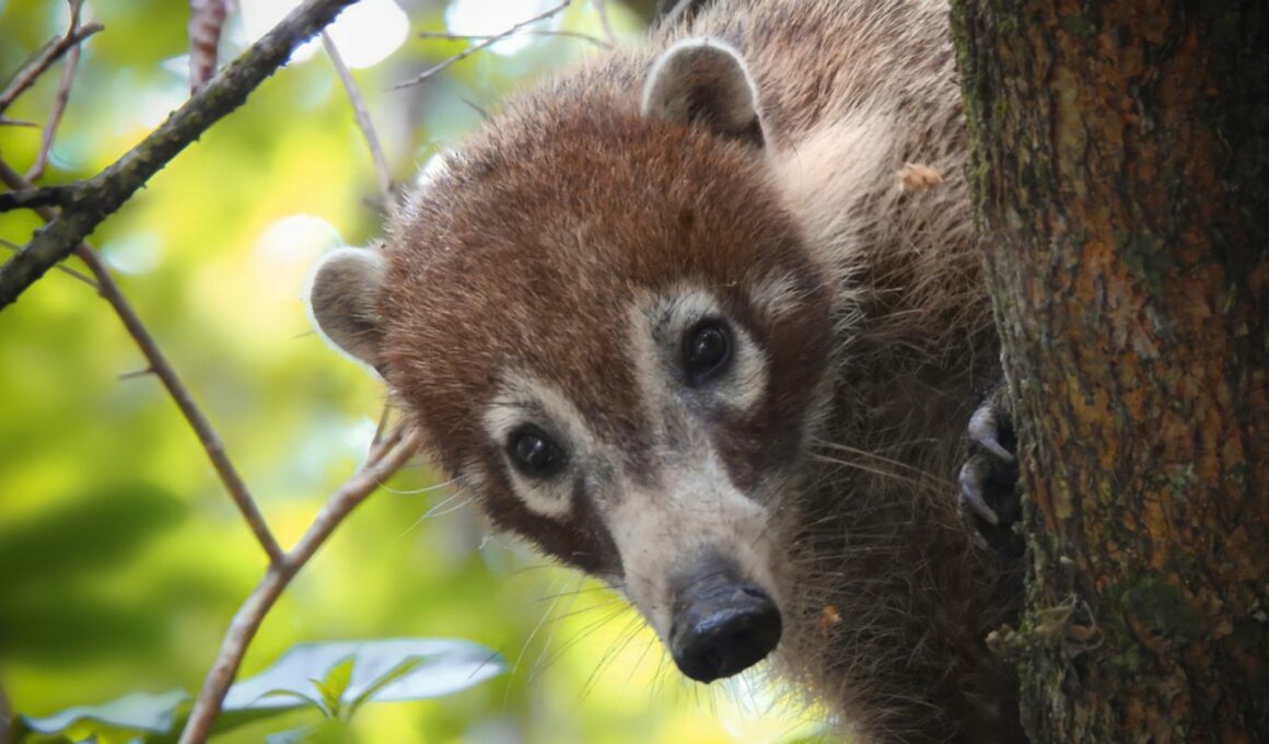 Coatí: el mapache que encuentras en Sonora