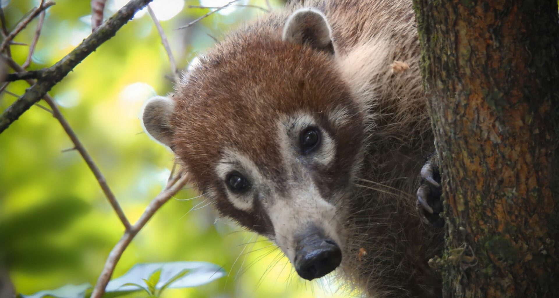 Coatí: el mapache que encuentras en Sonora