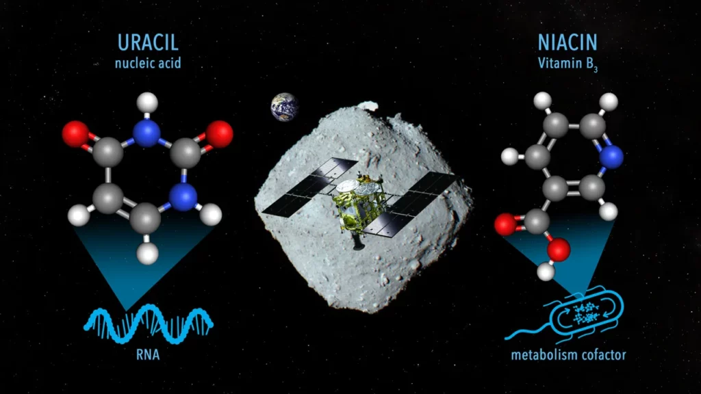 Asteroid Ryugu contains an essential molecule for life