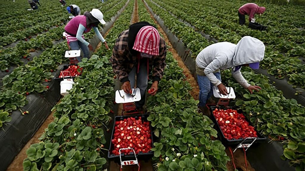 Frutos rojos en baja california
trabajadores recolectan fresas en campo