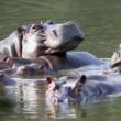 Hipopótamos-Pablo Escobar-Culiacán