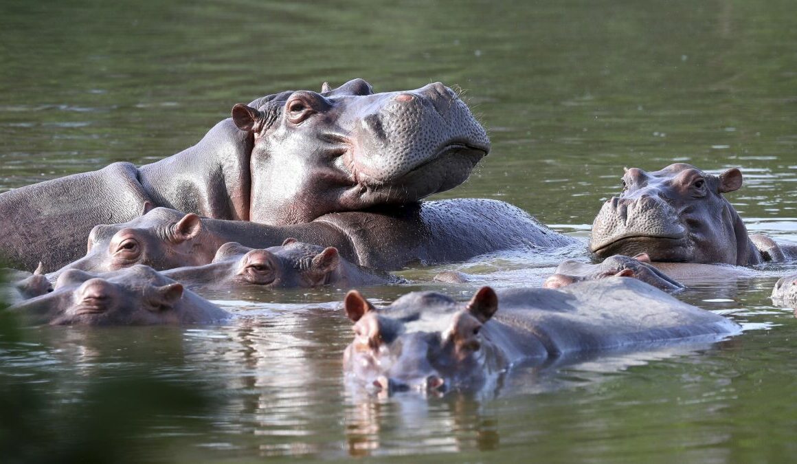 Hipopótamos-Pablo Escobar-Culiacán