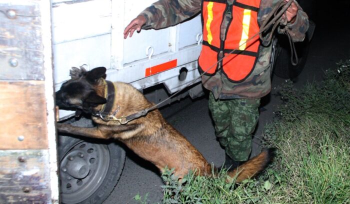 Jubilan a 4 perros policía en Sonora; olfateaban droga en la frontera