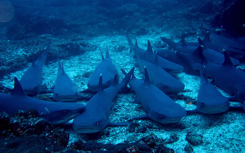 La Isla del Tiburón, un destino turístico protegido por los Seris