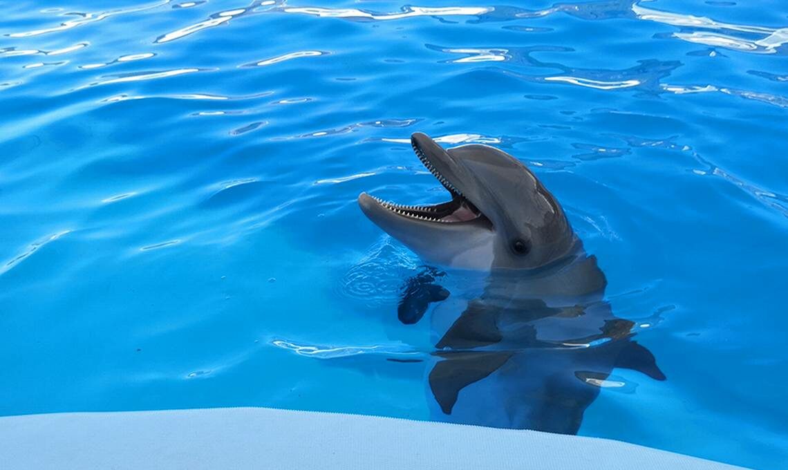 La delfinoterapia en Sonora volverá en mayo próximo