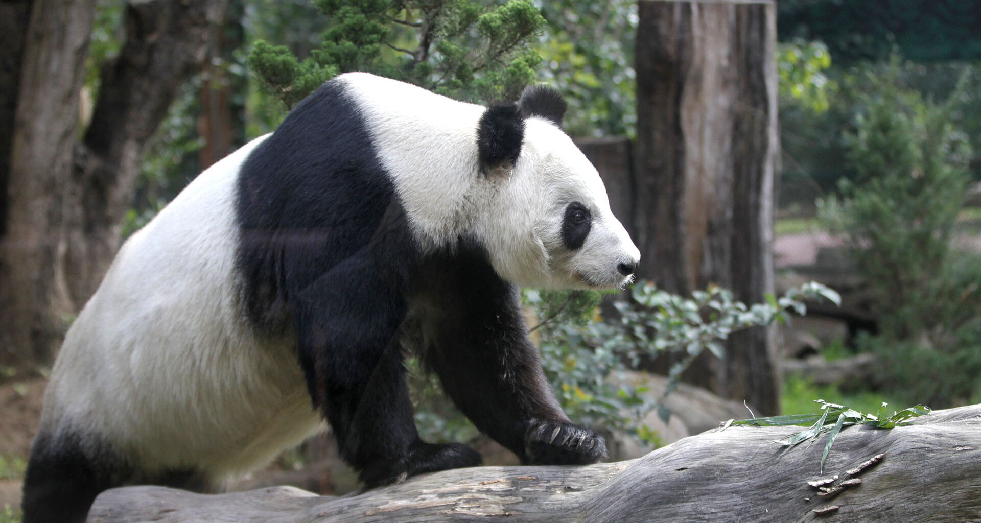 Tohuí, el nombre rarámuri de la primera panda nacida en México