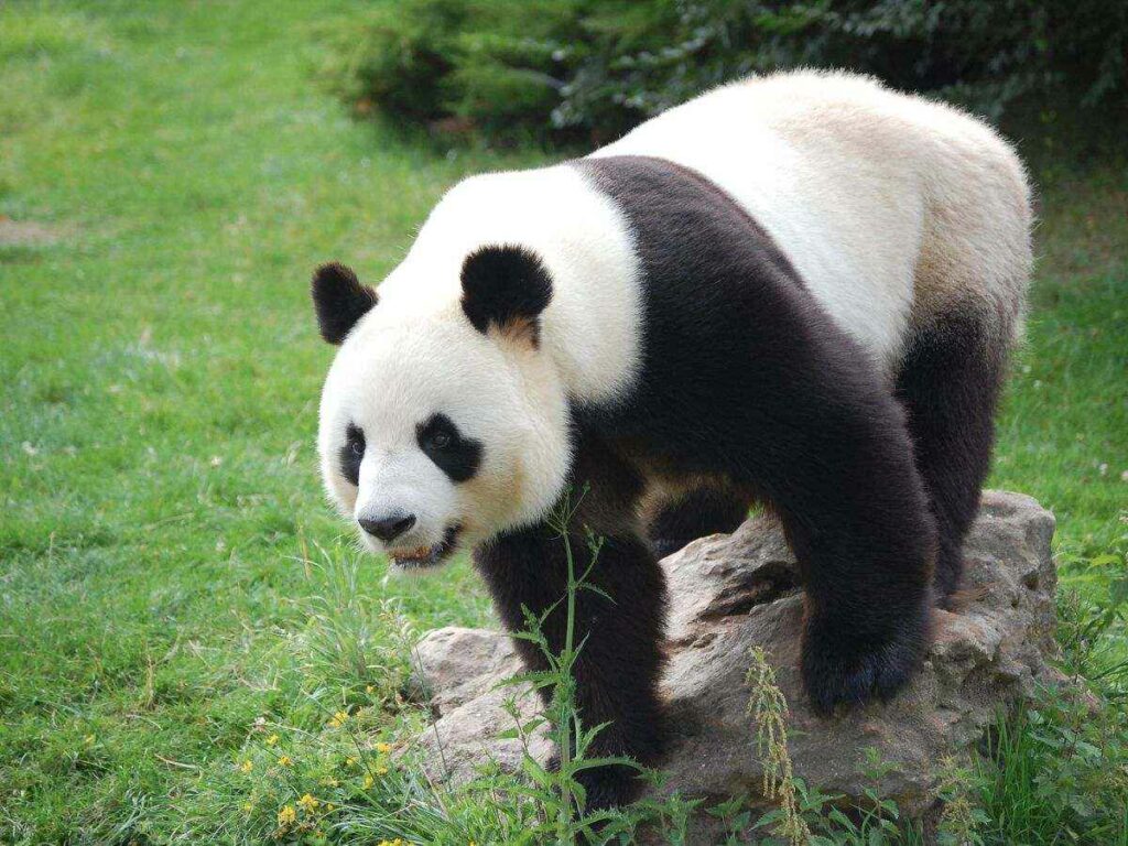 Tohuí, el nombre rarámuri de la primera panda nacida en México