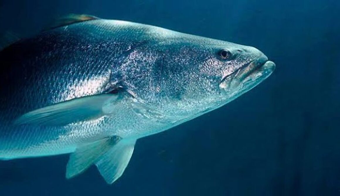 Totoaba, el pez más caro del mundo y en peligro de extinción que habita el Mar de Cortés