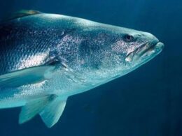 Totoaba, el pez más caro del mundo y en peligro de extinción que habita el Mar de Cortés