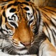 Baluma: el tigre de Bengala que fue robado en Hermosillo