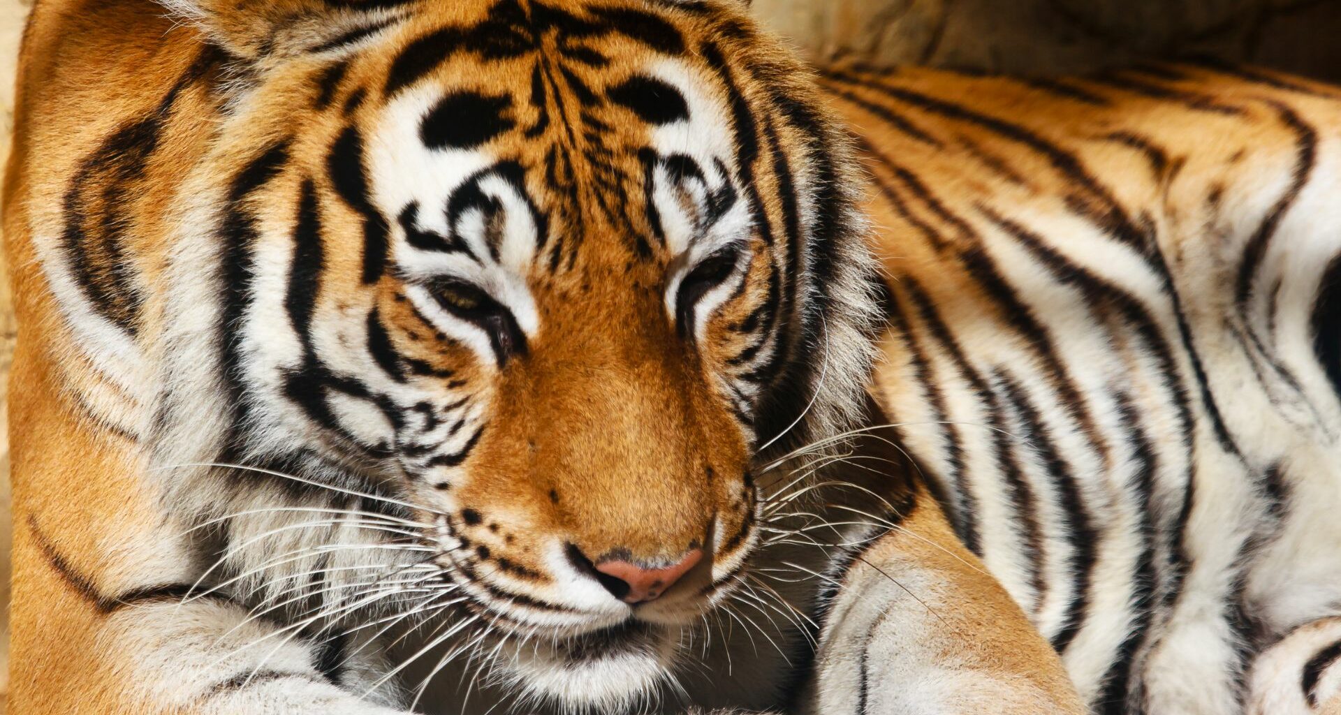 Baluma: el tigre de Bengala que fue robado en Hermosillo