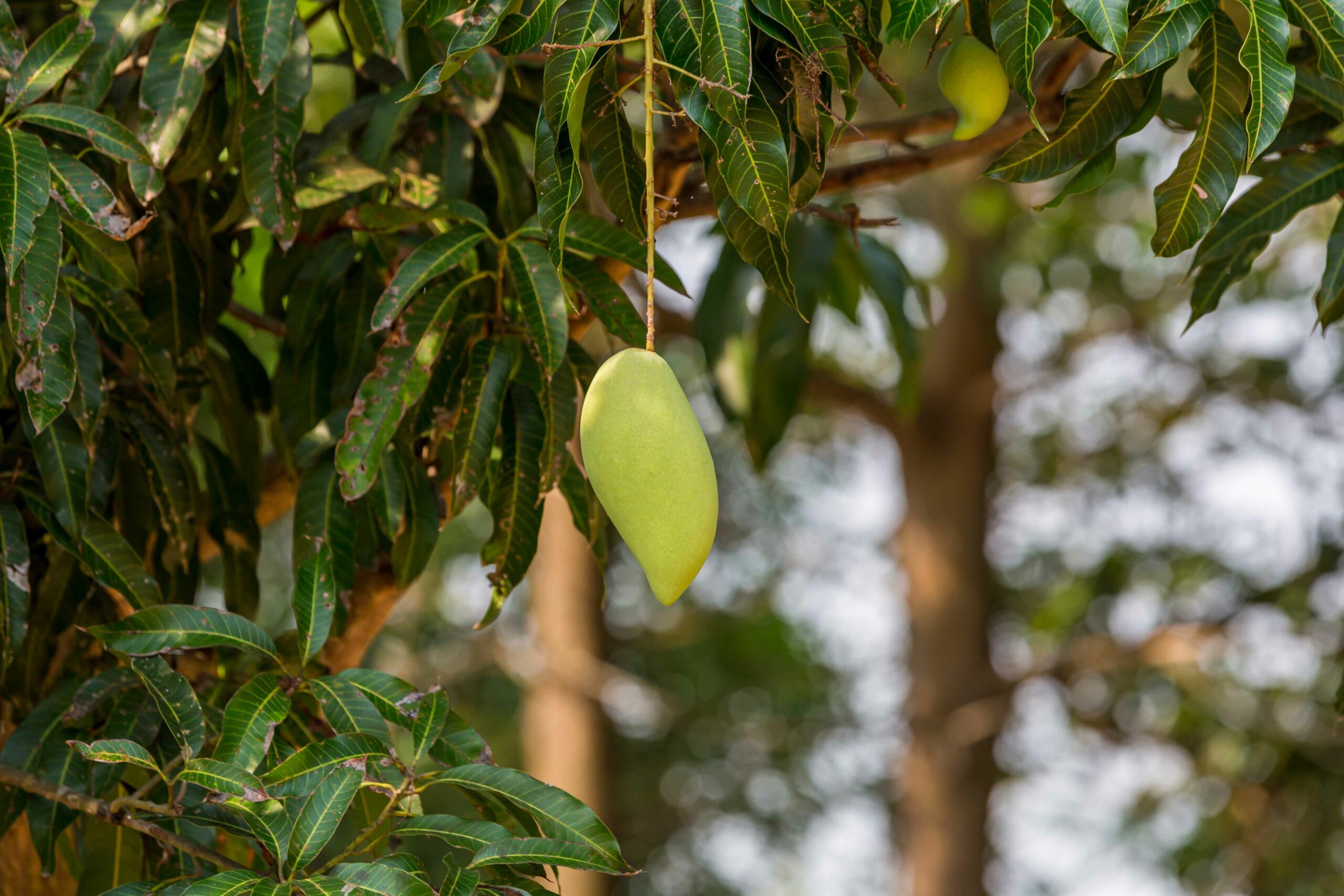 Uno de los principales desafíos que enfrenta la industria del mango en Sinaloa es el cambio climático, que puede afectar las condiciones ideales para el cultivo de esta fruta. Sin embargo, la industria ha demostrado su capacidad para adaptarse a estos cambios y encontrar soluciones innovadoras para garantizar la producción sostenible de mangos de alta calidad.