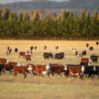 Producción agrícola: Sonora crece 700% su inversión