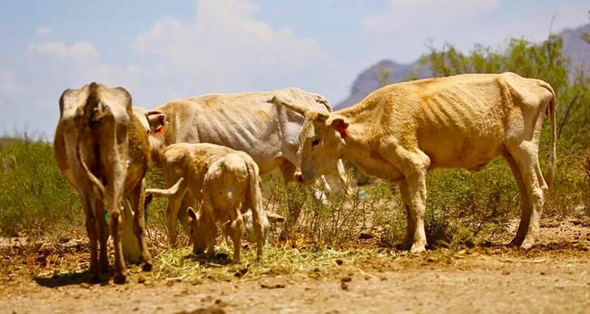 200 días sin lluvias en Durango; prevén muerte de ganado