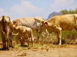 200 días sin lluvias en Durango; prevén muerte de ganado
