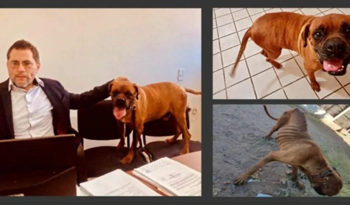 ‘El Chato’, primer perrito en Sonora en asistir a una audiencia judicial