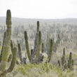 Santuario de Cactus