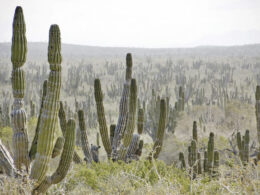 Santuario de Cactus