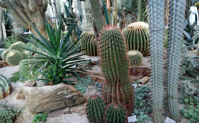  Santuario de Cactus