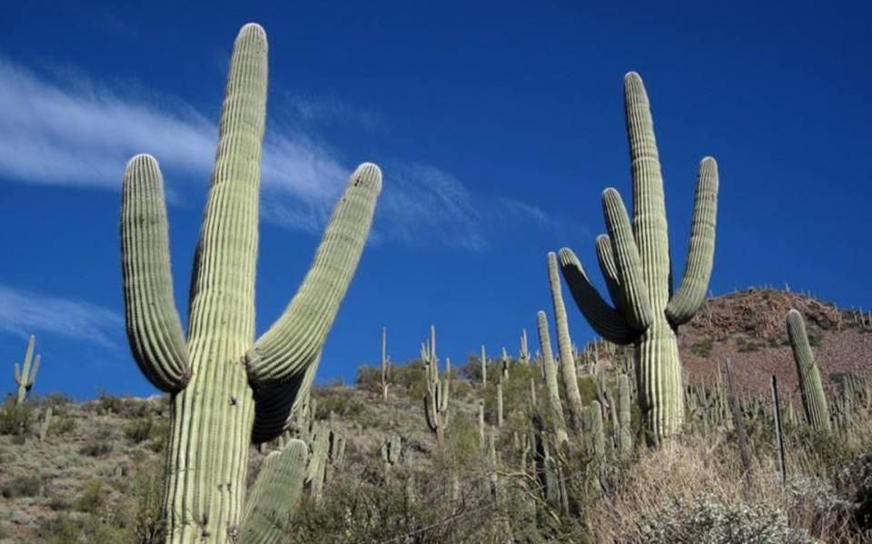  Santuario de Cactus 