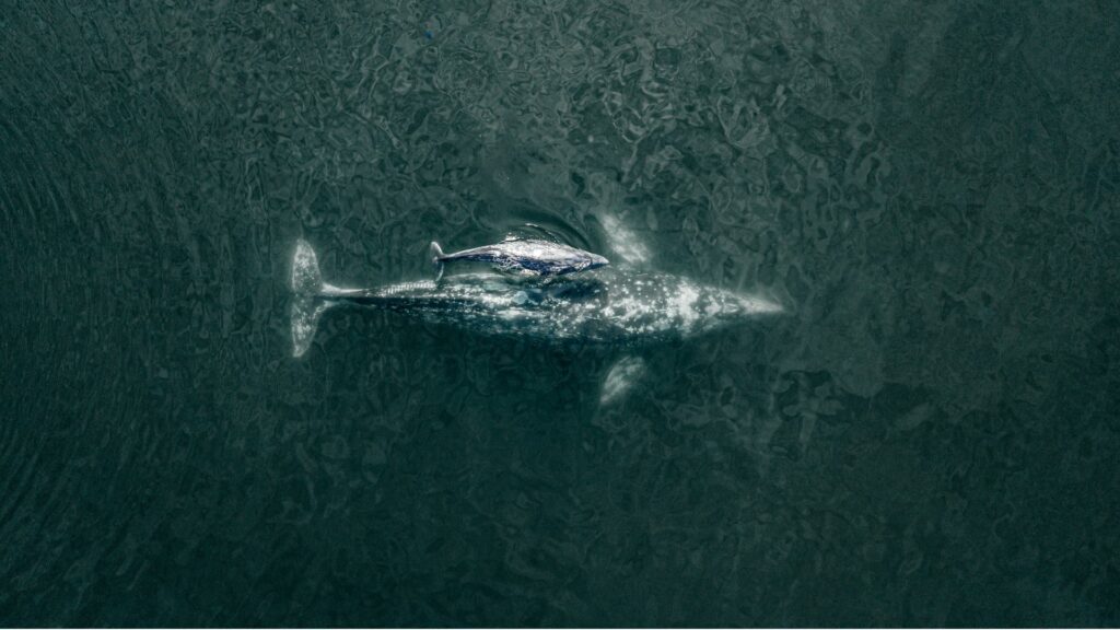 Aumenta número de ballenas grises: 1,364 contabilizadas