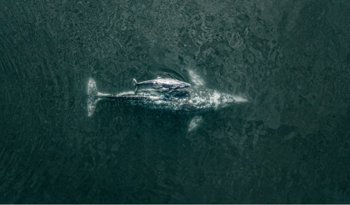 Aumenta número de ballenas grises: 1,364 contabilizadas