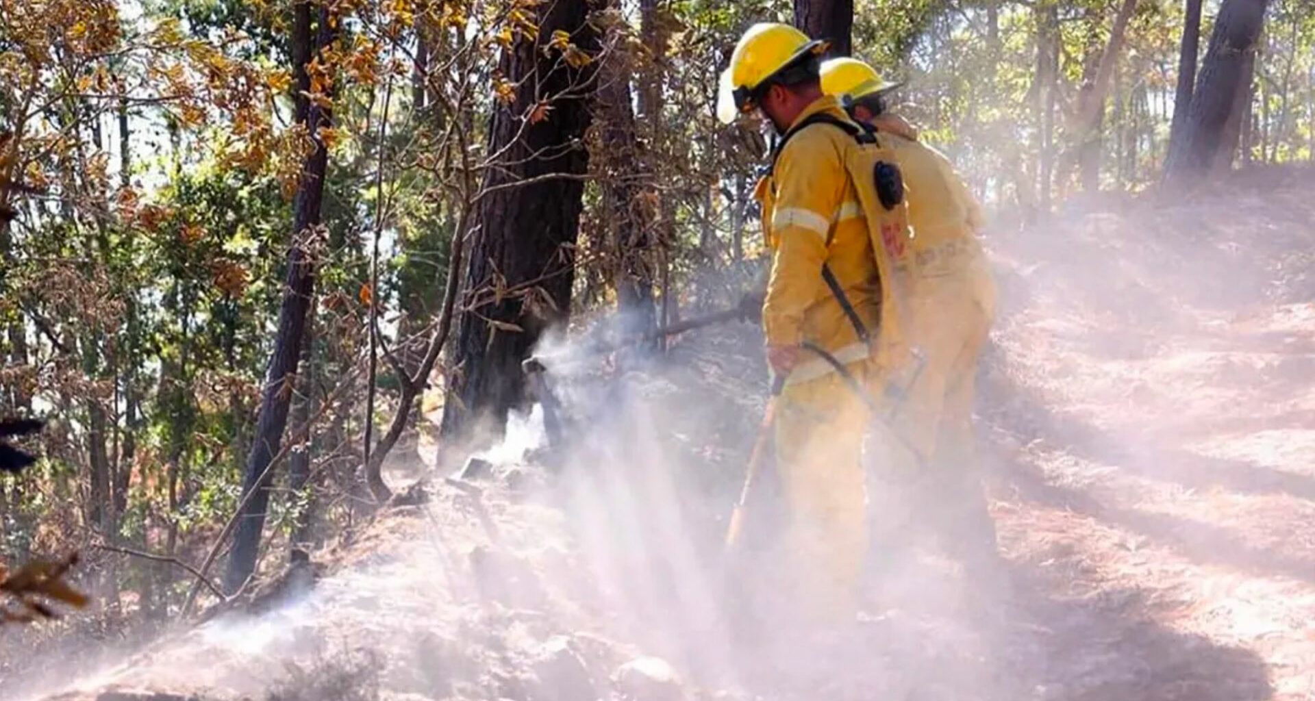 Fuego destruye 80 hectáreas de bosque en Sinaloa