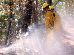 Fuego destruye 80 hectáreas de bosque en Sinaloa